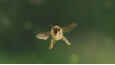 Film - Tagebuch einer Biene