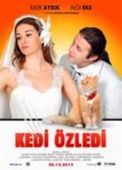 Kedi Özledi