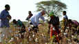 Film - Fair Traders